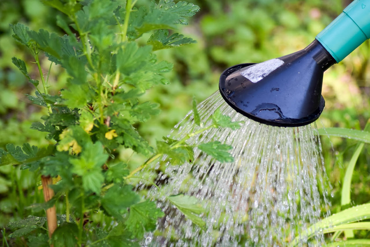 Giardino in estate: errore comune di annaffiatura in orari sbagliati che danneggia le piante.